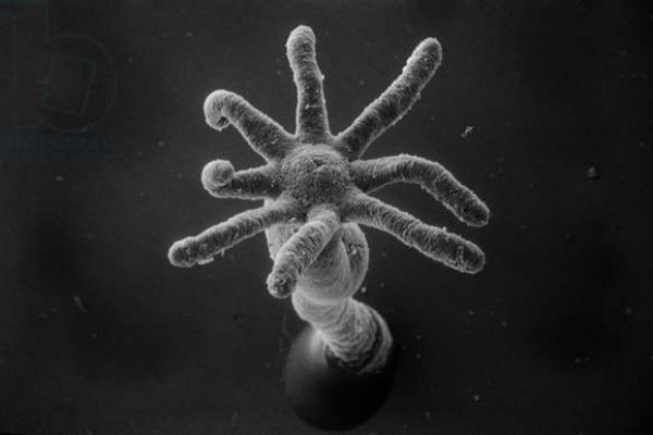 Kraken darknet market зеркало