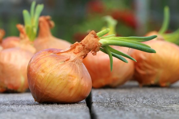 Kraken ссылка onion 2kmp