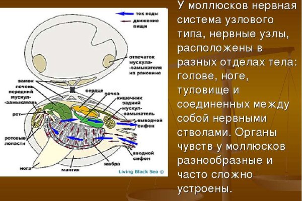 Кракен даркнет только через