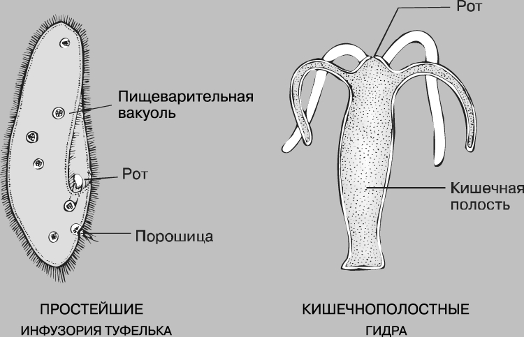 Онлайн магазин наркотиков